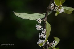 Linociera malabarica